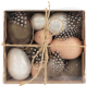 Box med ägg och fjädrar