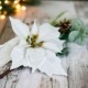 Kvist med vit julblomma, blad och kottar