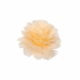Fjäderblomma med Clip Aprikos